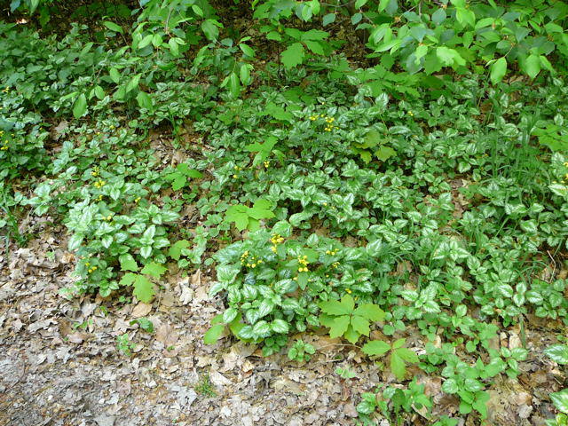 Silberblttrige Taubnessel - Lamium argentatum