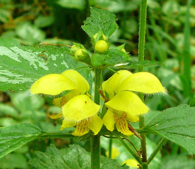 Silberblttrige Taubnessel - Lamium argentatum