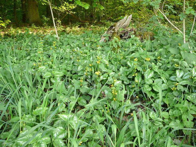 Silberblttrige Taubnessel - Lamium argentatum