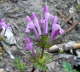 Stengelumfassende Taubnessel - Lamium amplexicaule