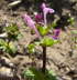 Stengelumfassende Taubnessel - Lamium amplexicaule