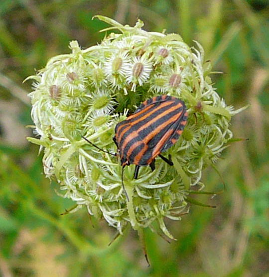 Streifenwanze - Graphosoma lineatum 