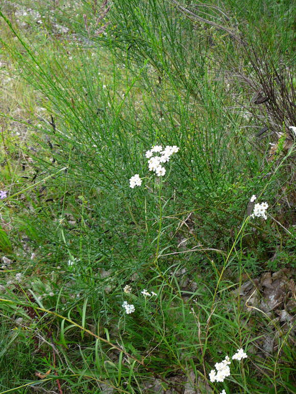 Sumpf-Schafgarbe - Achillea ptarmica