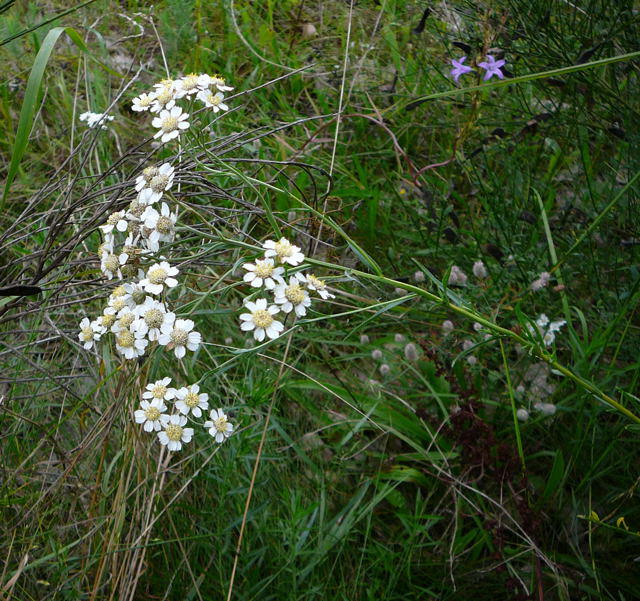 Sumpf-Schafgarbe - Achillea ptarmica