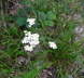 Sumpf-Schafgarbe - Achillea ptarmica