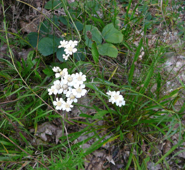 Sumpf-Schafgarbe - Achillea ptarmica