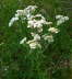 Sumpf-Schafgarbe - Achillea ptarmica