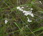 Sumpf-Schafgarbe - Achillea ptarmica