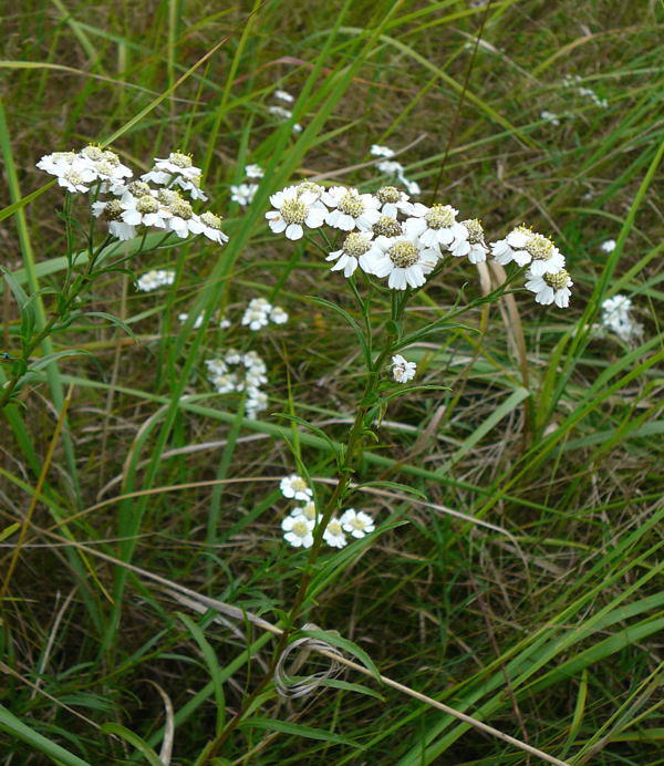 Sumpf-Schafgarbe - Achillea ptarmica