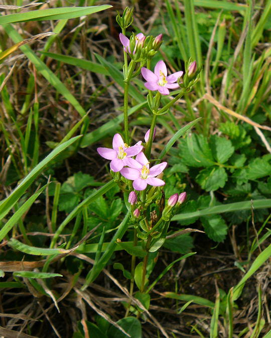 Echtes Tausengldenkraut - Centaurium erythraea