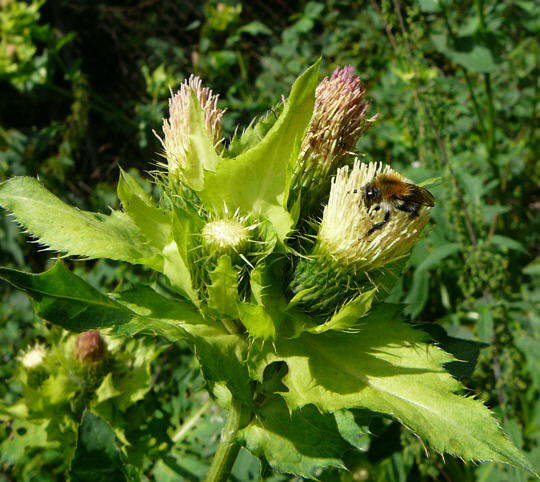 Kohl-Kratzdistel - Cirsium oleraceum