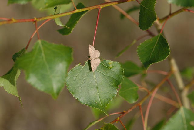Violettroter Kleinspanner - Scopula rubiginata
