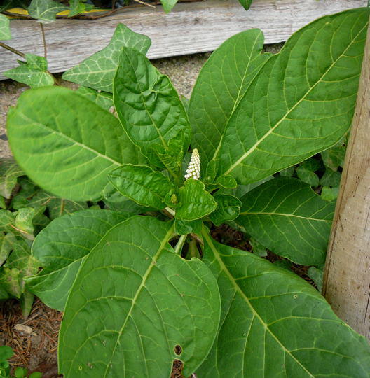 Asiatische Kermesbeere - Phytolacca