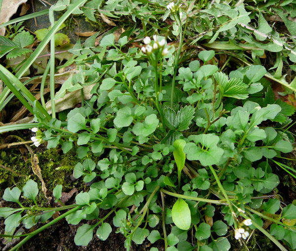 Behaartes Schaumkraut - Cardamine hirsuta