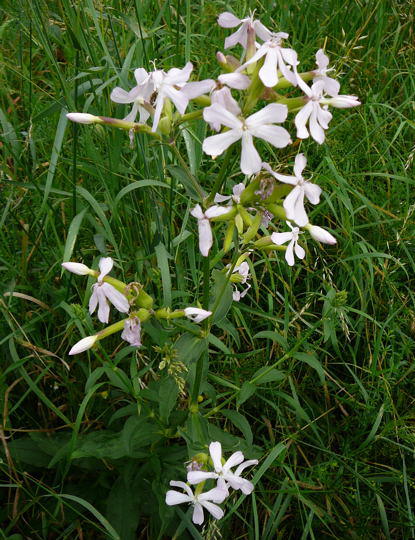 Echtes Seifenkraut  - Saponaria officinalis