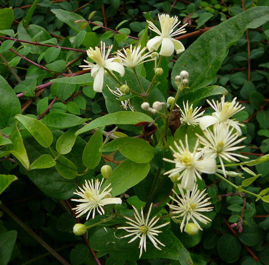 Weie Waldrebe (Blte)- Clematis vitalba