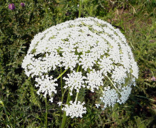 Wilde Mhre - Daucus carota