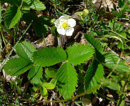 Wald-Erdbeere - Fragaria vesca