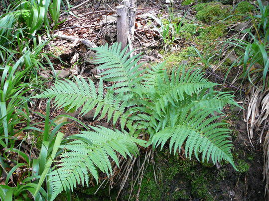 Wald-Frauenfarn - Athyrium filix-femina 