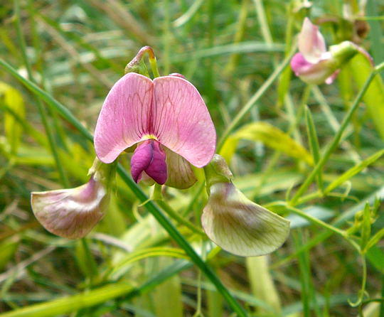 Wald-Platterbse - Lathyrus sylvestris