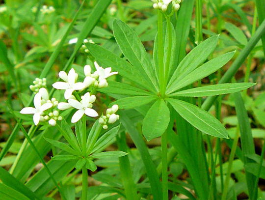 Waldmeister - Galium odoratum