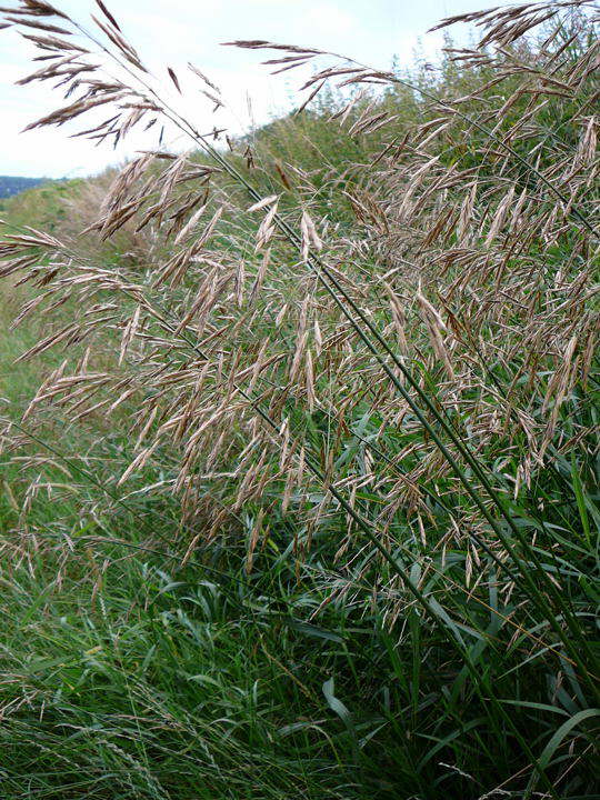 Wehrlose Trespe - Bromus inermis