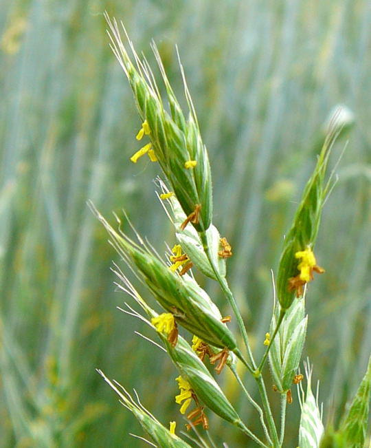 Weiche Trespe - Bromus hordeaceus