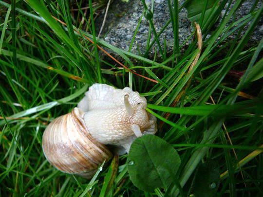 Weinbergschnecke 