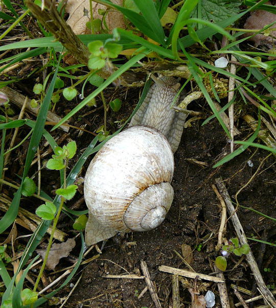 Weinbergschnecke 