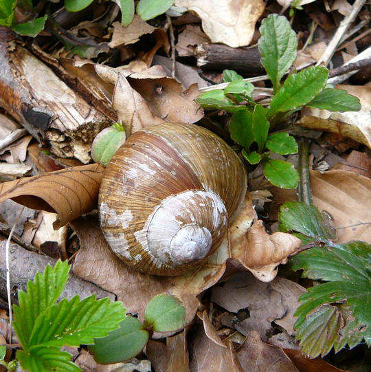 Weinbergschnecke 