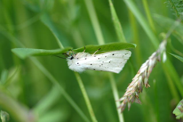 Weier Br - Spilosoma lubricepeda