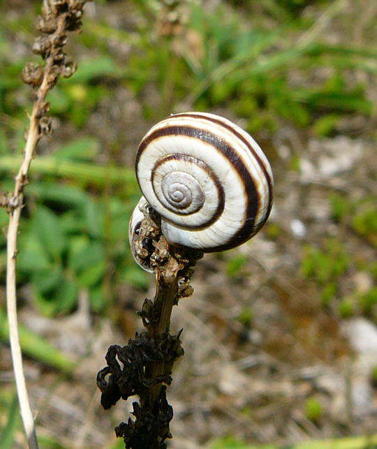 Weimndige Bnderschnecke - Cepaea hortensis