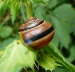 Weimndige Bnderschnecke - Cepaea hortensis