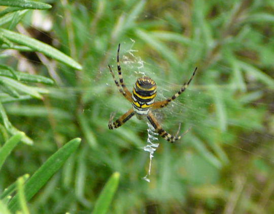 Wespenspinne Sep 2008 Wildblumen Huett 002