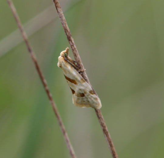 Wickler - Aethes smeathmanniana