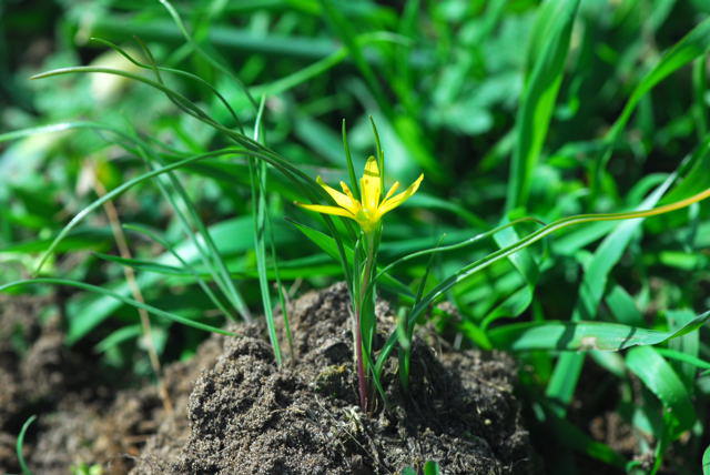 Wiesen-Goldstern - Gagea pratensis