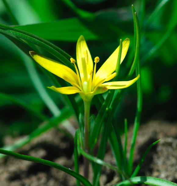 Wiesen-Goldstern - Gagea pratensis