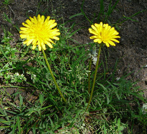 Wiesen-Lwenzahn - Taraxacum sect. Ruderalia