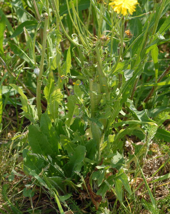 Wiesen-Pippau - Crepis biennis