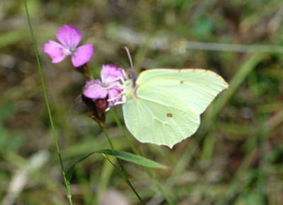 Zitronenfalter - Gonepteryx rhamni