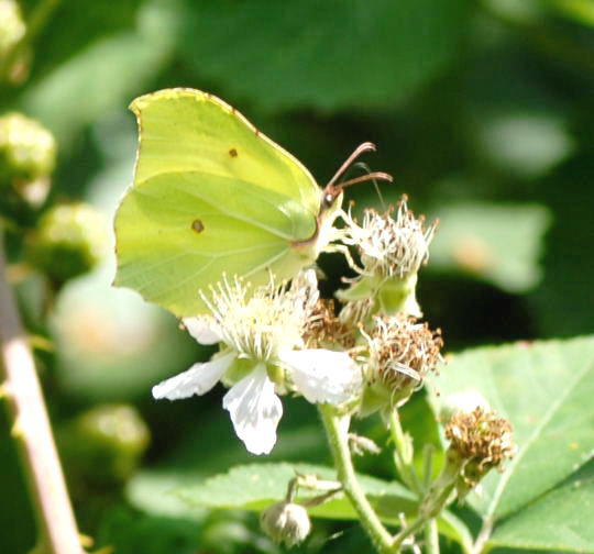 Zitronenfalter - Gonepteryx rhamni