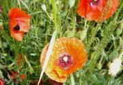 Klatsch-Mohn