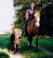 Connor (Welsh-Cob) mit Handpferd Teddy (Shetty)