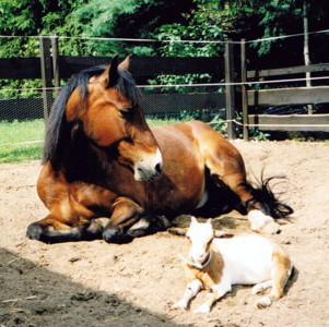 Connor und Schnucki