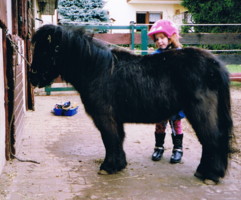 Teddy als gutmütiges Kinderpony, hier beim Putzen 