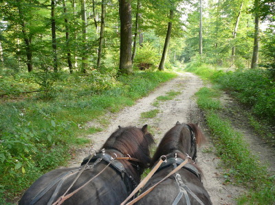 Kutschfahrt mit Shetland-Ponys im Viernheimer Wald bei Hüttenfeld