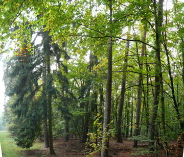 Eigenbrodtschneise: Hinter der A67 gehts noch schöner weiter. Endlose Sandwege mit märchenhaft schönem Wald. Dieser Weg ist auch ein "empfohlener Reitweg" und führt ein paar Kilometer Richtung bis zur Viernheimer Heide.