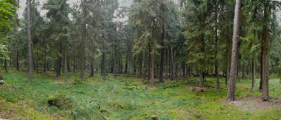 Wunderschöne, fast menschenleere Mooswege hinter der A67 Richtung Viernheimer Heide, der schönste Wald weit und breit!