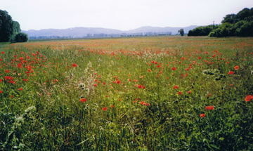 Mohnblüte östlich von Hüttenfeld mit Blick auf die Bergstrasse