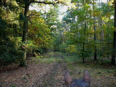 Wald gleich hinter A67 